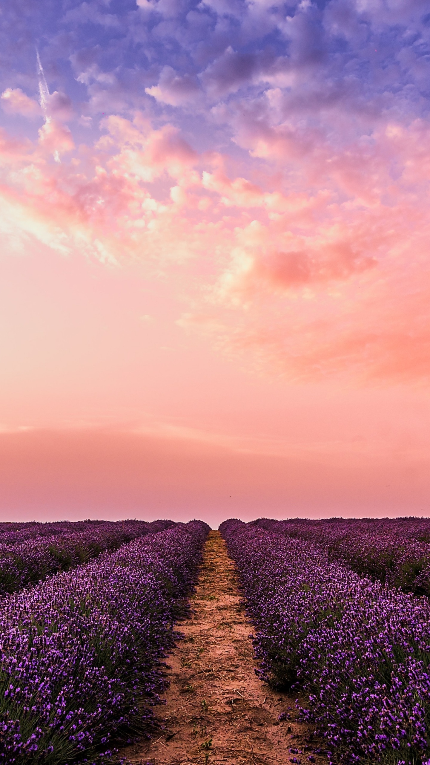 Обои фестиваль лаванды, английский лаванды, фестиваль лаванды sequim, облако, растение в разрешении 1440x2560