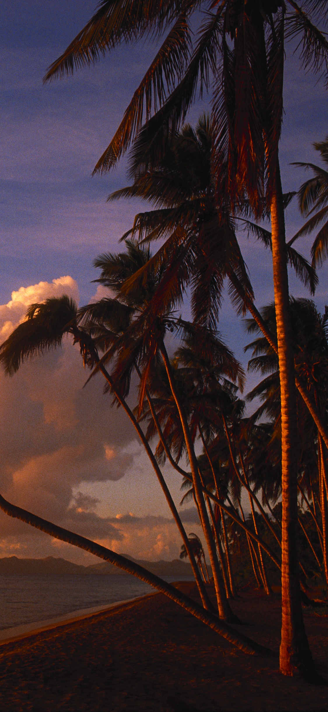 Обои тропическая зона, Пальма, закат, вечер, восход солнца в разрешении 1125x2436