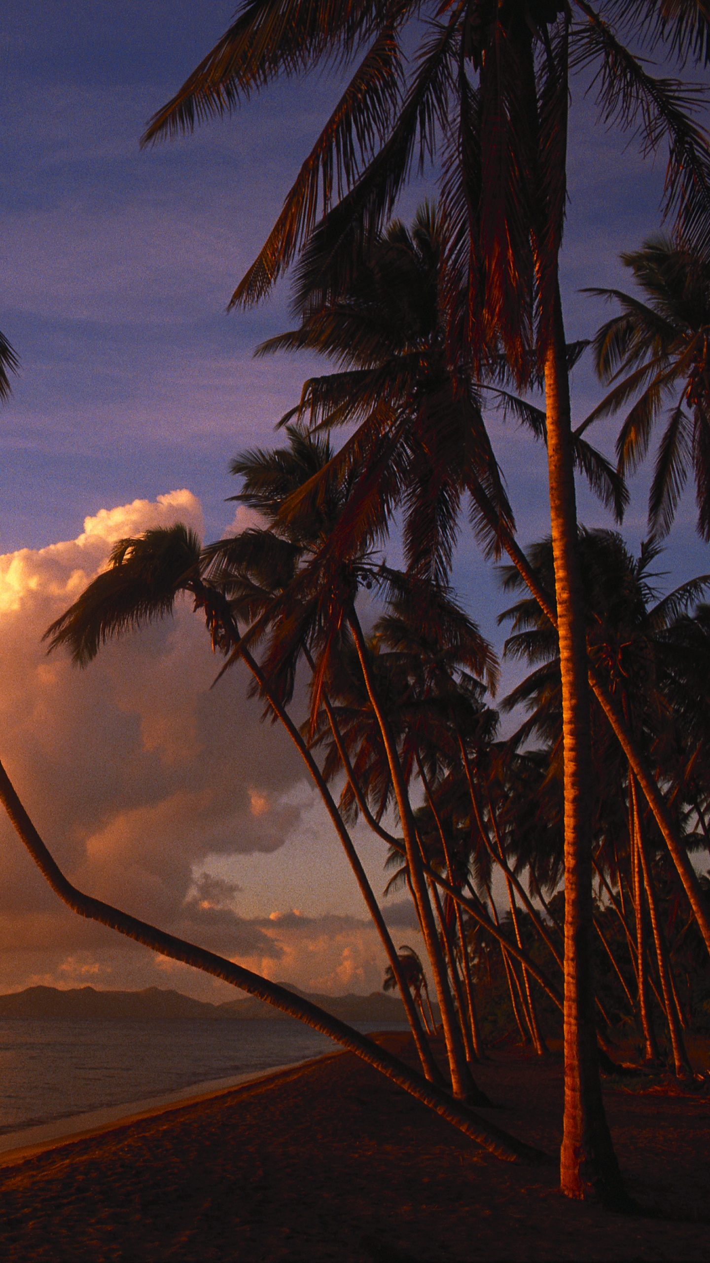 Обои тропическая зона, Пальма, закат, вечер, восход солнца в разрешении 1440x2560