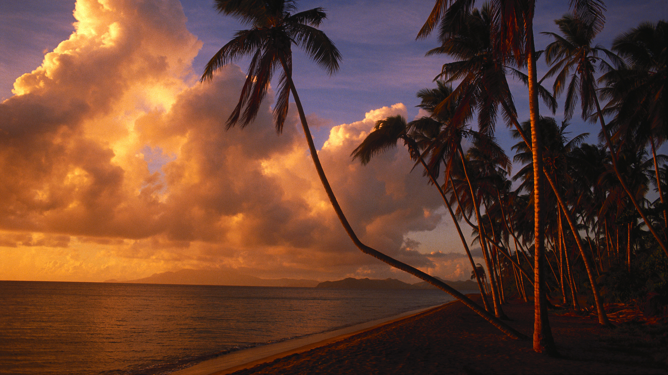 Обои тропическая зона, Пальма, закат, вечер, восход солнца в разрешении 2560x1440