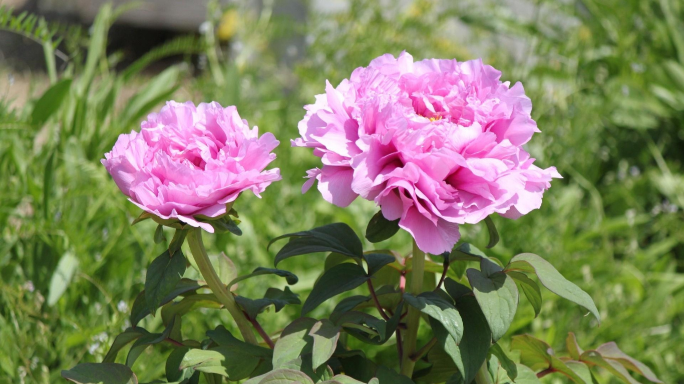 Обои пион, многолетнее растение, цветковое растение, роза центифолия, семья Роуз в разрешении 1366x768