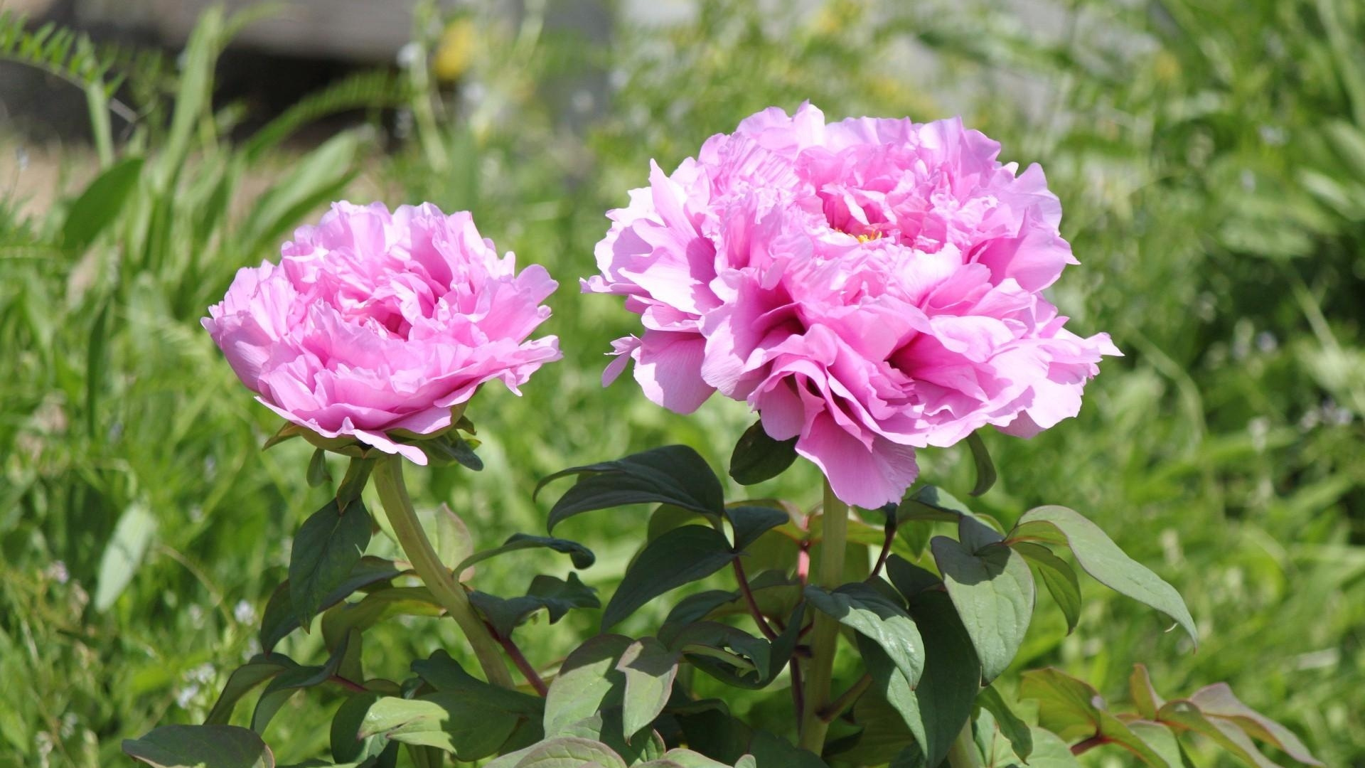 Обои пион, многолетнее растение, цветковое растение, роза центифолия, семья Роуз в разрешении 1920x1080