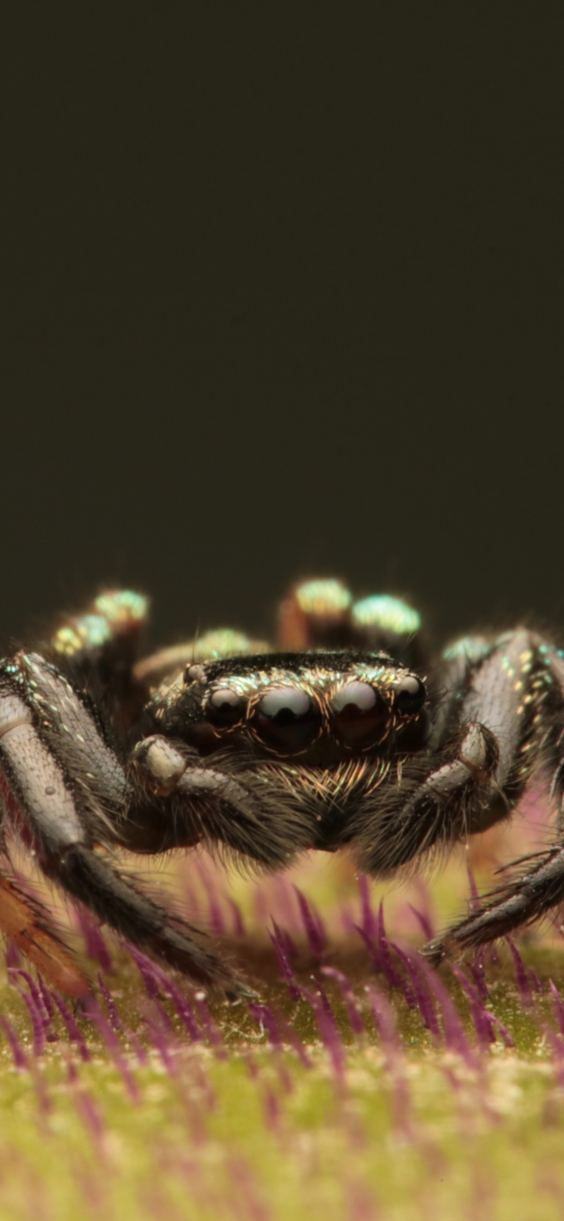 Обои насекомое, глаз, рак, беспозвоночных, живая природа в разрешении 1125x2436