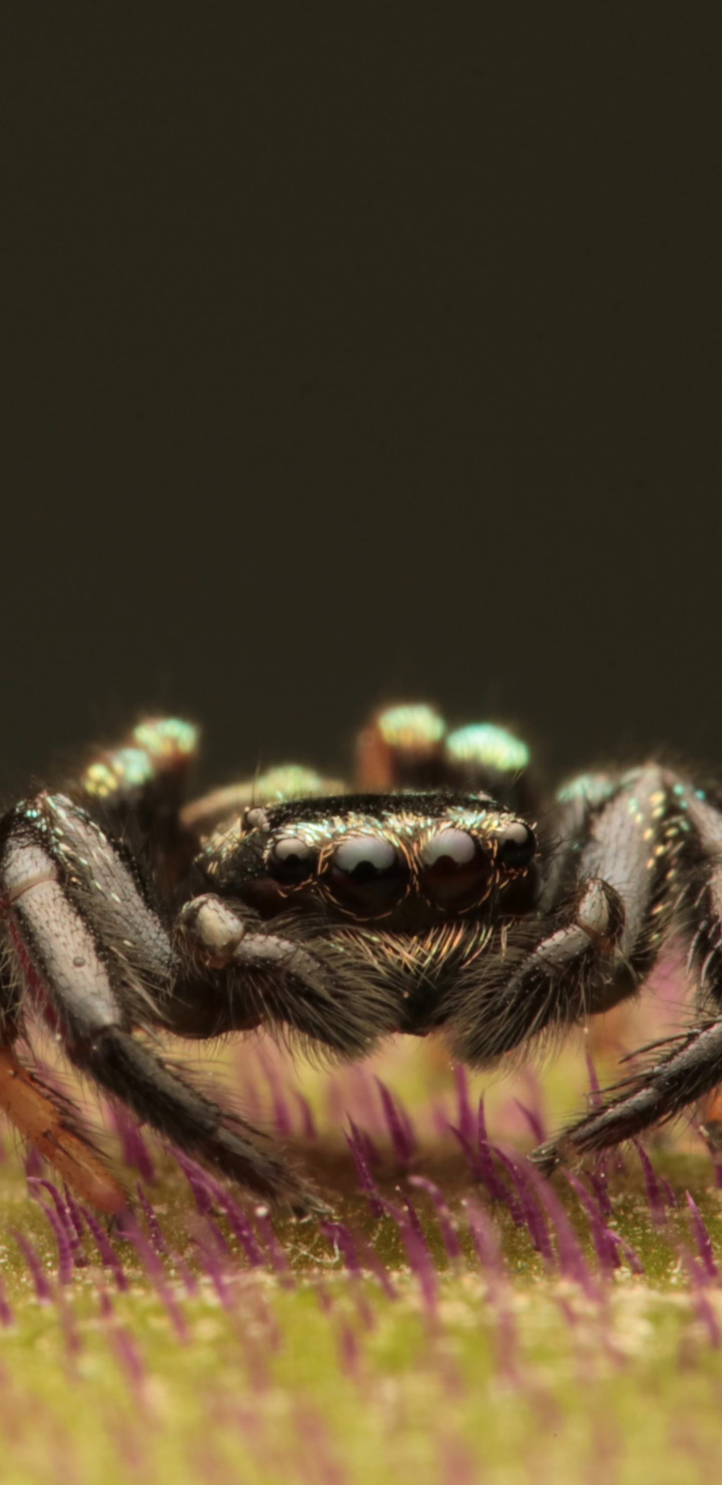 Обои насекомое, глаз, рак, беспозвоночных, живая природа в разрешении 1440x2960