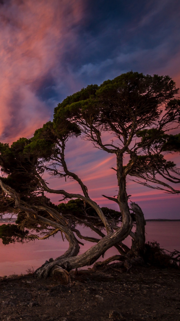 Обои пейзаж, природа, дерево, облако, закат в разрешении 720x1280