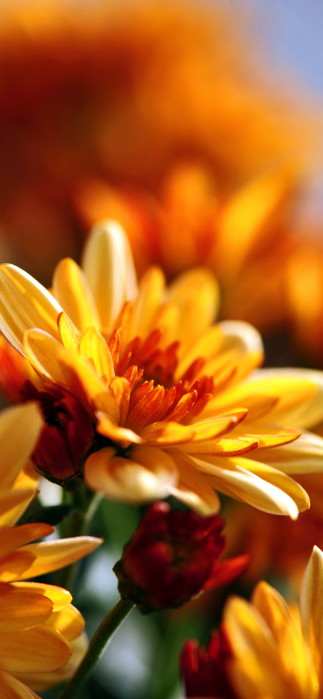 Обои цветок, цветковое растение, лепесток, желтый, Апельсин в разрешении 1125x2436