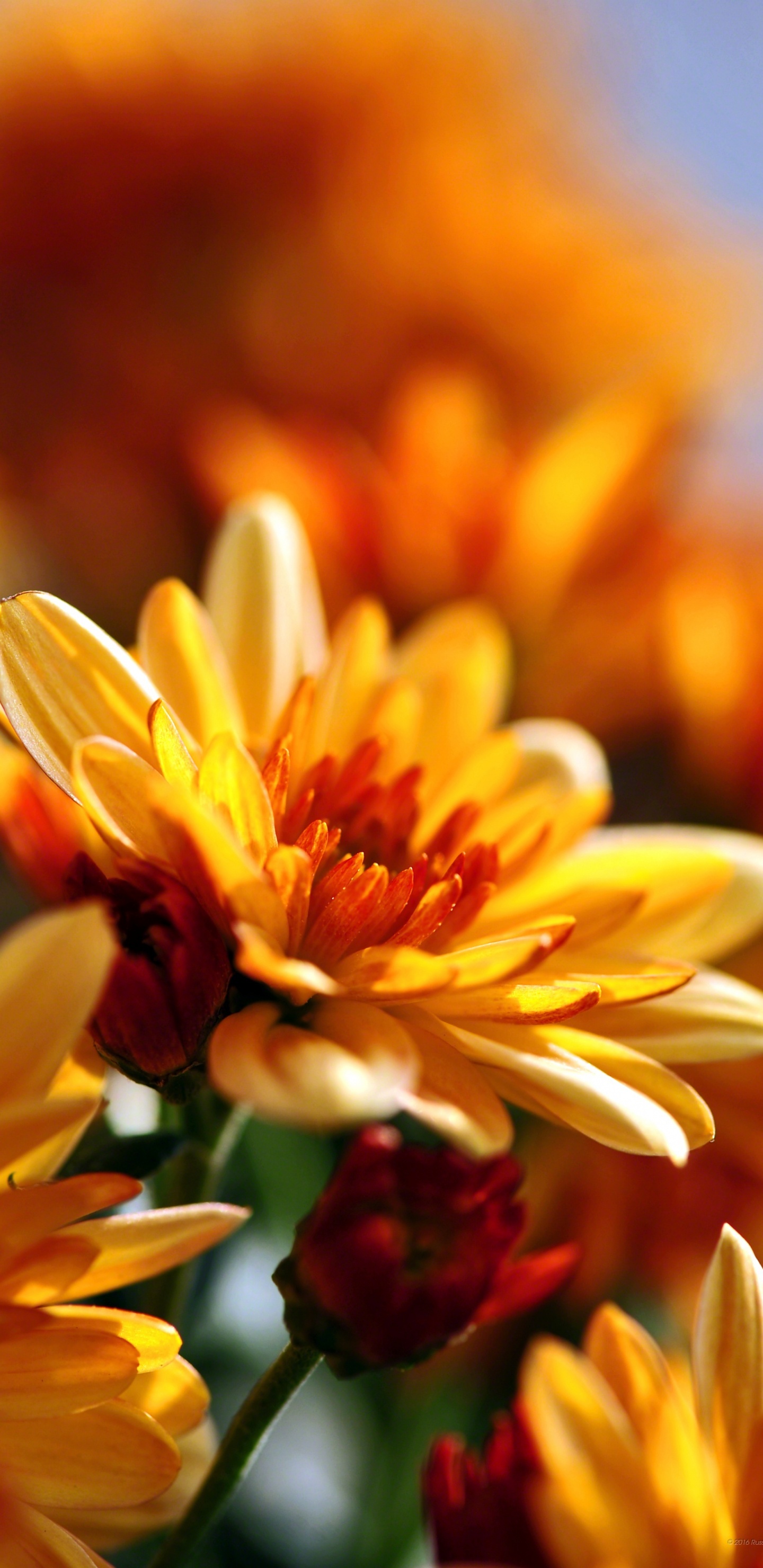 Обои цветок, цветковое растение, лепесток, желтый, Апельсин в разрешении 1440x2960