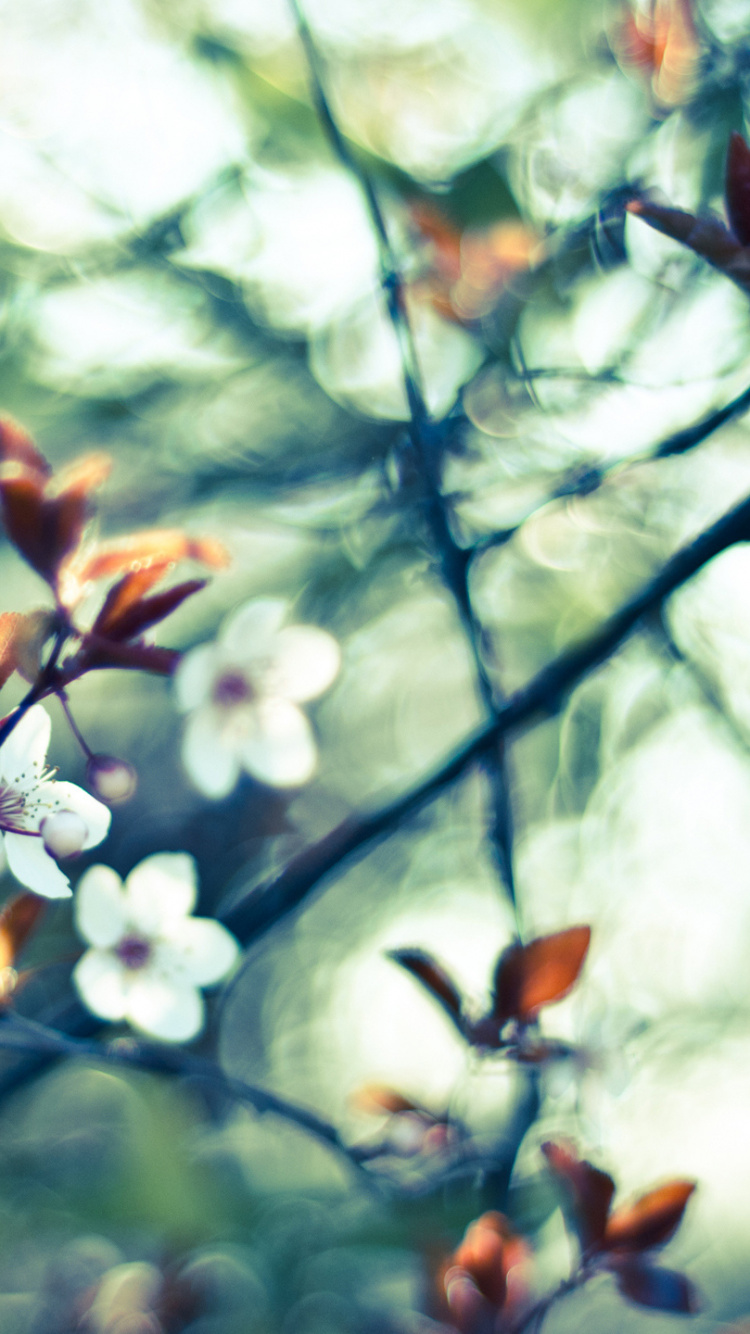 Обои весна, ветвь, цветок, лист, прут в разрешении 750x1334