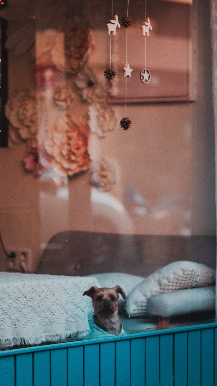 Обои пес, морда, Псовые, олененок, окно в разрешении 720x1280