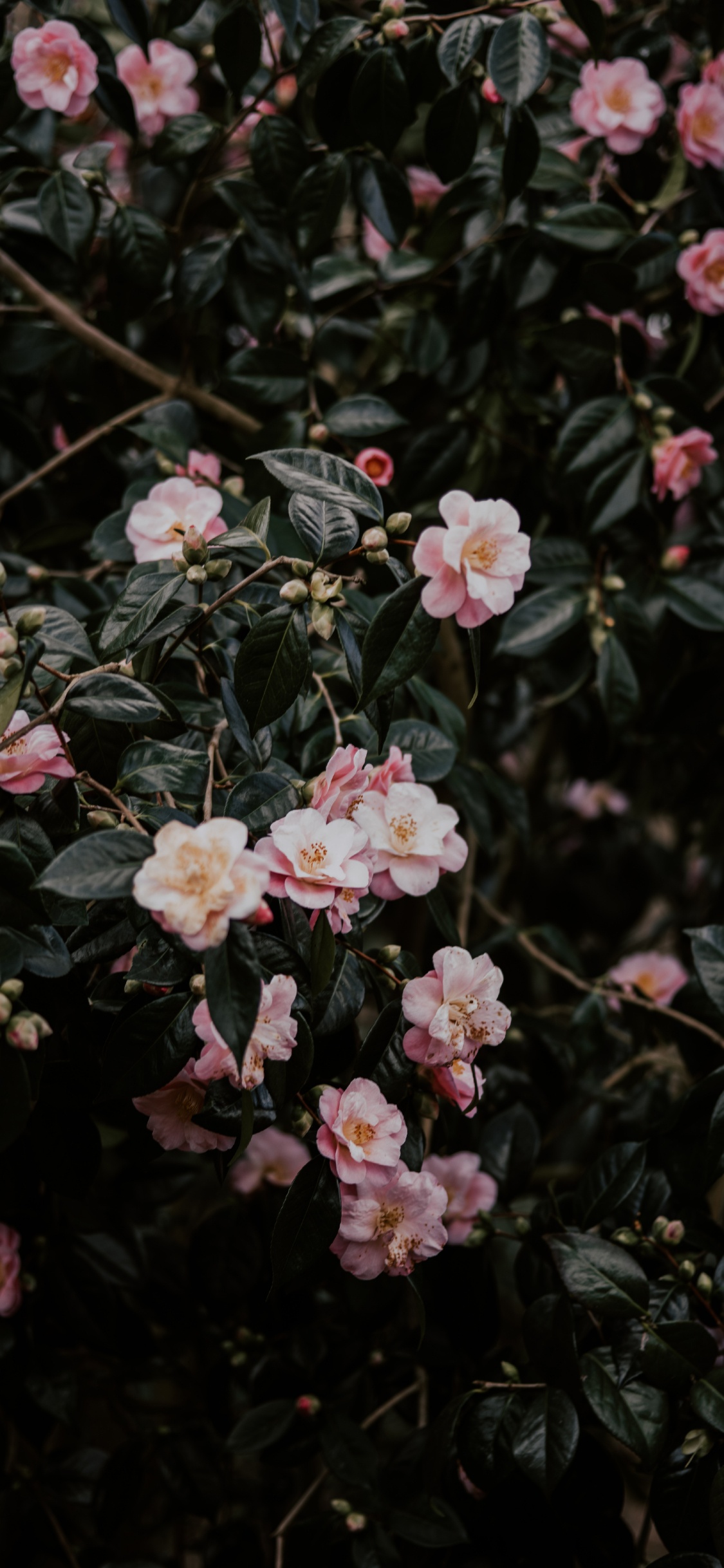 Обои цветковое растение, цветок, японская Камелия, лепесток, растение в разрешении 1125x2436