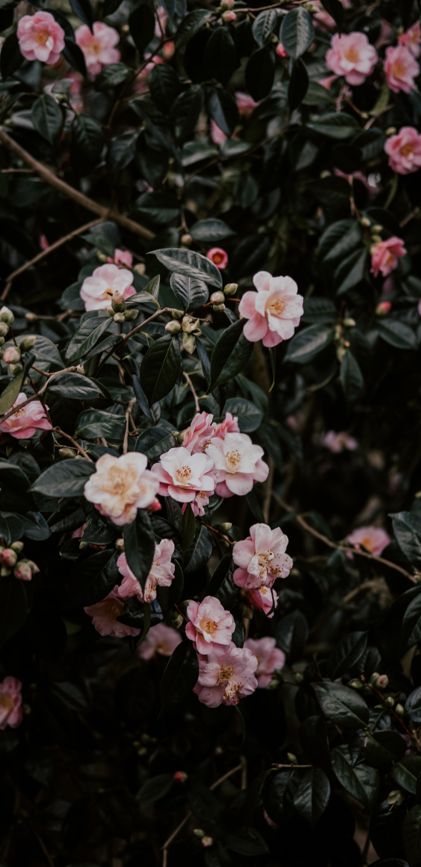 Обои цветковое растение, цветок, японская Камелия, лепесток, растение в разрешении 1440x2960