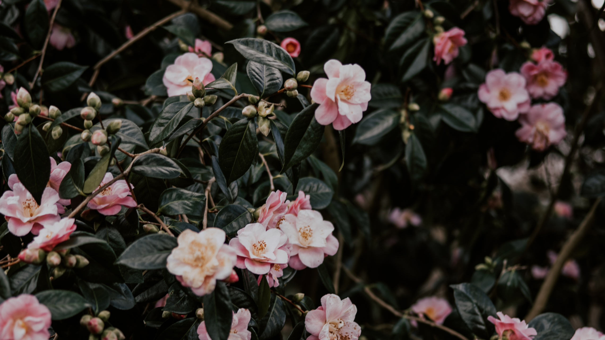 Обои цветковое растение, цветок, японская Камелия, лепесток, растение в разрешении 2560x1440