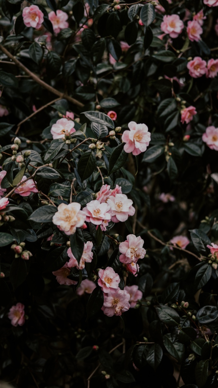 Обои цветковое растение, цветок, японская Камелия, лепесток, растение в разрешении 720x1280