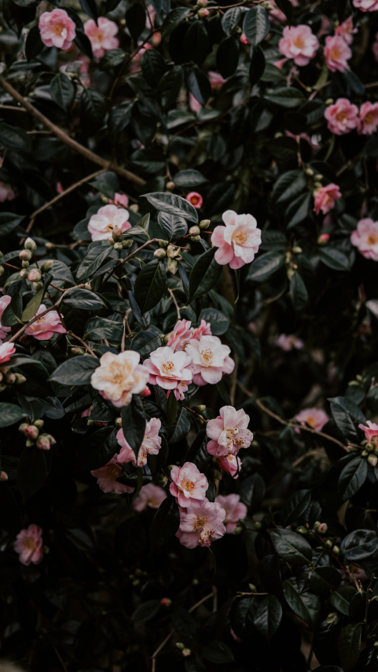 Обои цветковое растение, цветок, японская Камелия, лепесток, растение в разрешении 750x1334