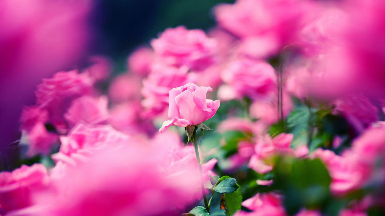 Обои цветок, цветковое растение, лепесток, розовый, растение в разрешении 1280x720