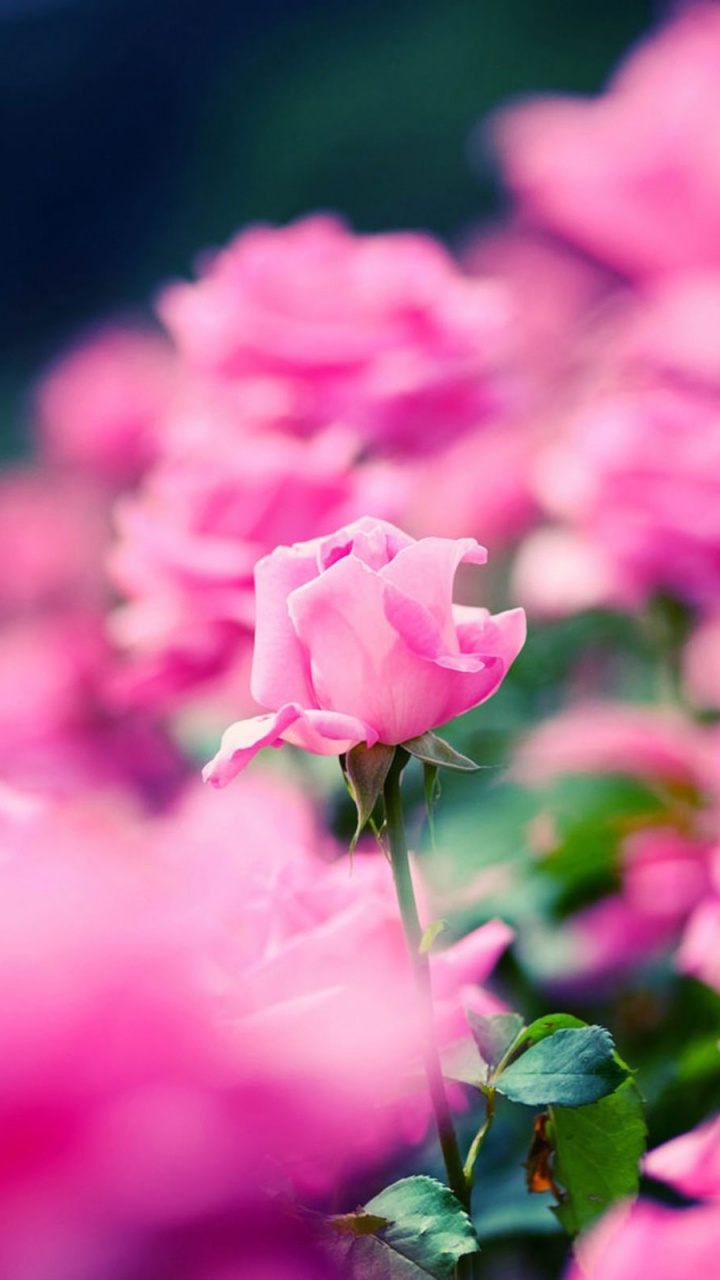 Обои цветок, цветковое растение, лепесток, розовый, растение в разрешении 720x1280