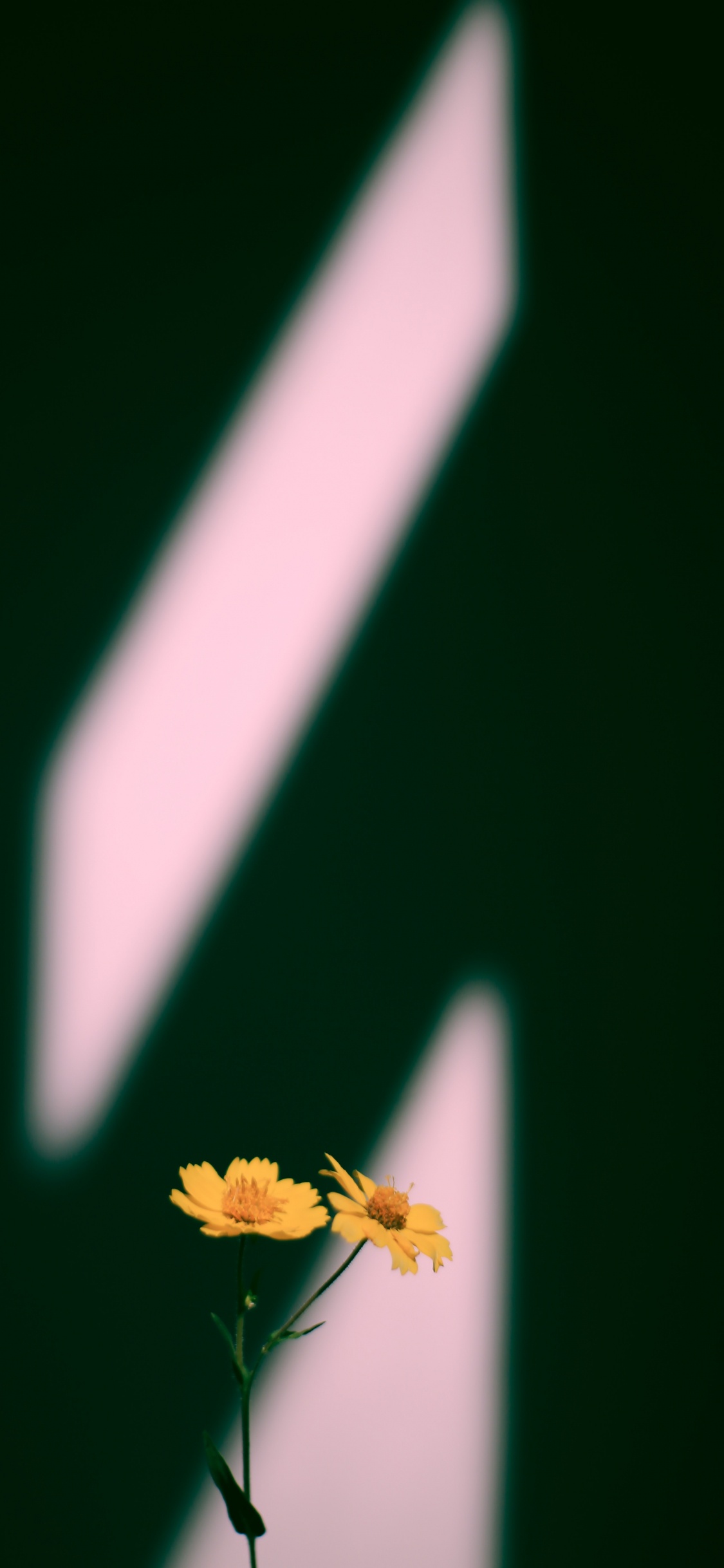 Обои макро, Мембрана-крылатое насекомое, темнота, желтый, растение в разрешении 1125x2436