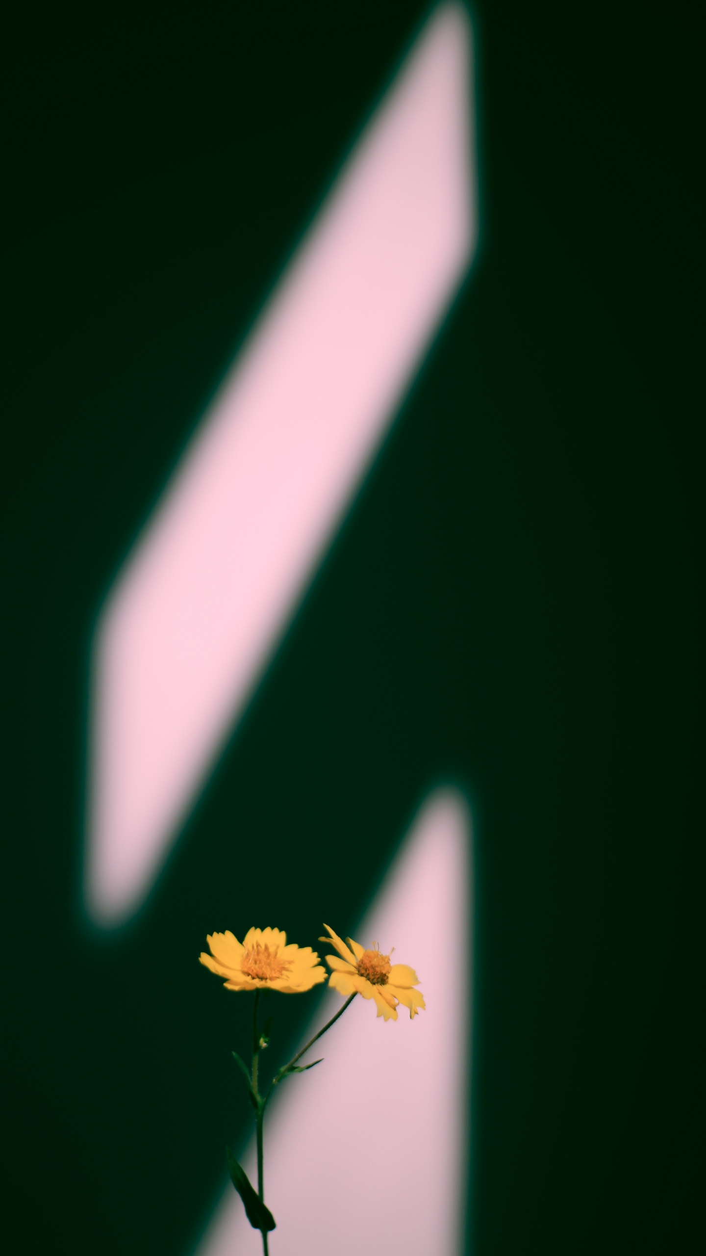 Обои макро, Мембрана-крылатое насекомое, темнота, желтый, растение в разрешении 1440x2560