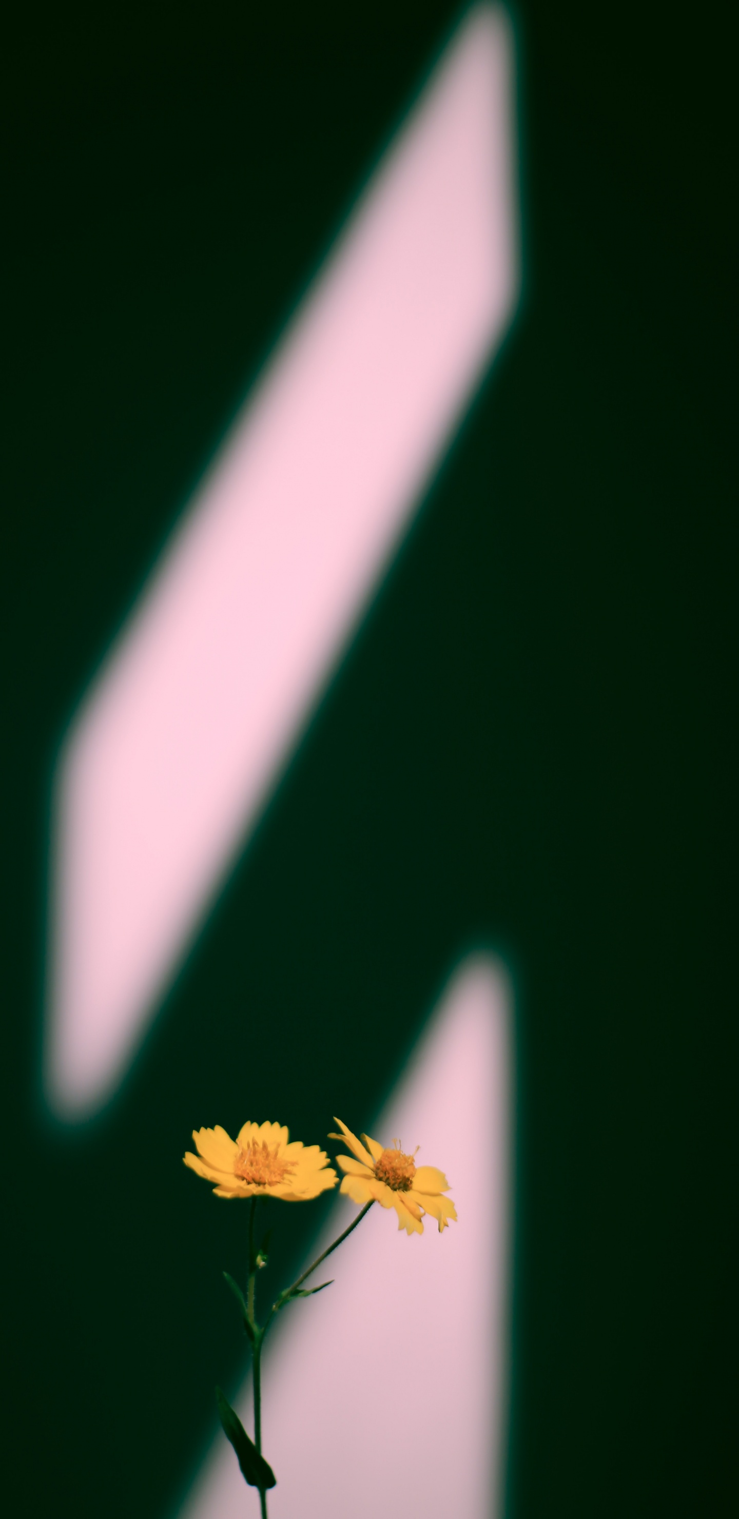 Обои макро, Мембрана-крылатое насекомое, темнота, желтый, растение в разрешении 1440x2960