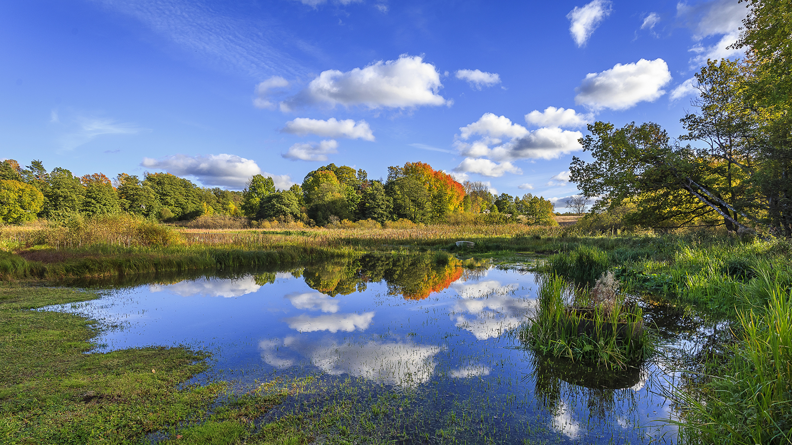 Обои природа, отражение, вода, природный заповедник, растительность в разрешении 2560x1440