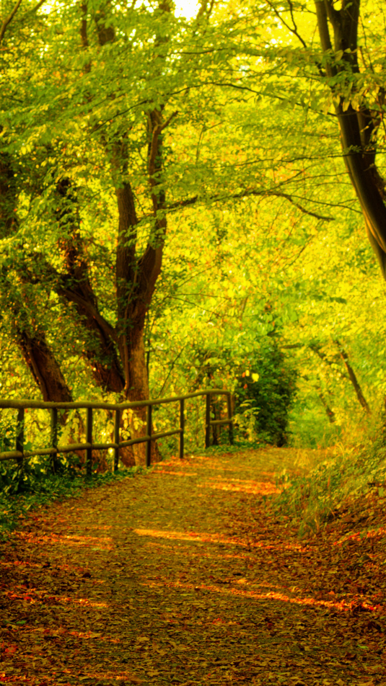 Обои природа, лес, лесистая местность, растительность, старовозрастные леса в разрешении 750x1334