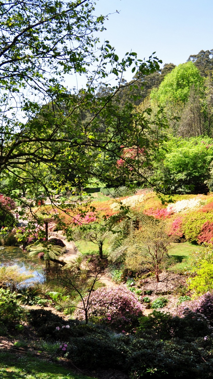 Обои природа, Ботанический сад, сад, растительность, дерево в разрешении 720x1280