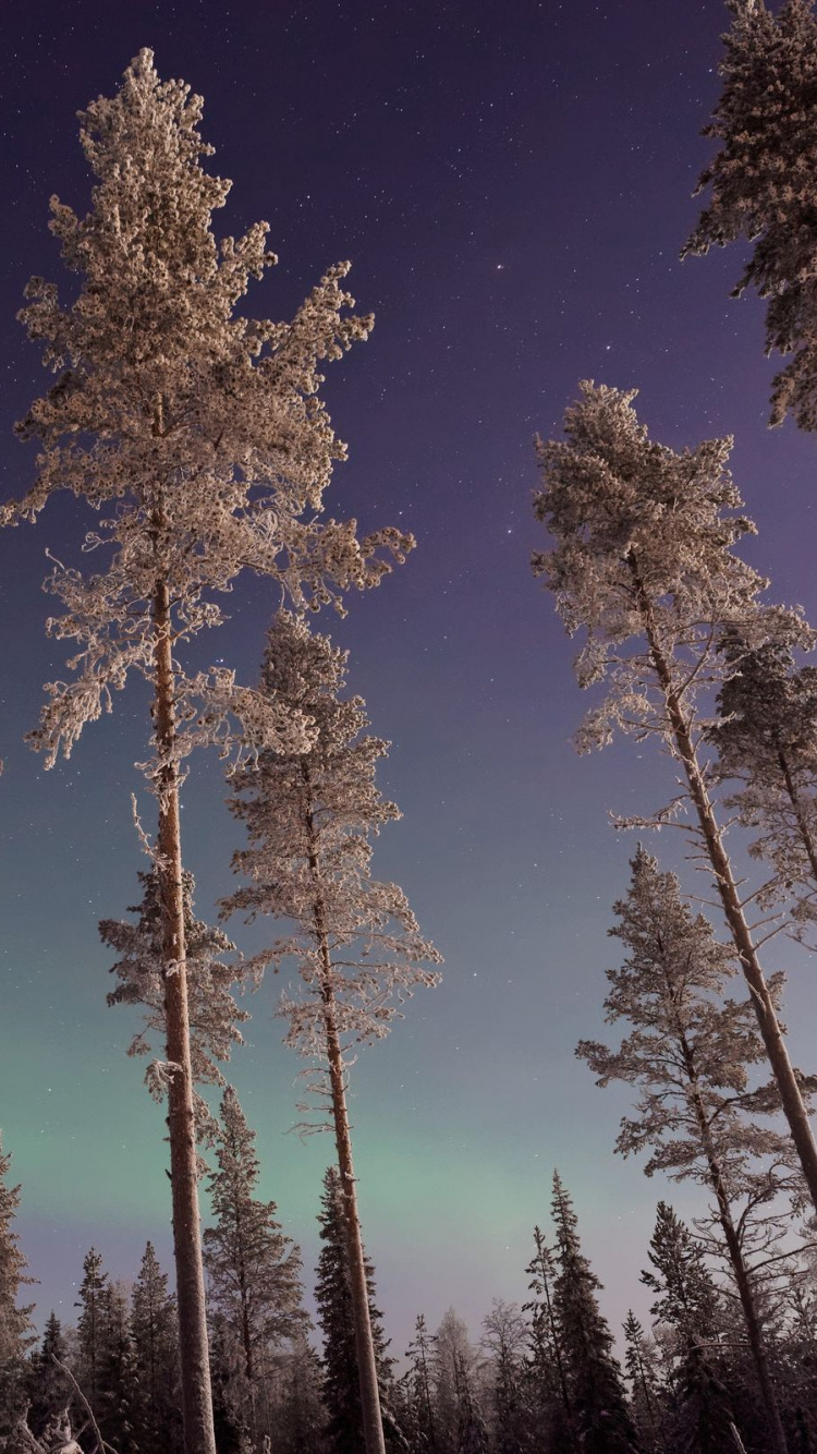 Обои дерево, природа, s1gns из l1fe Крис Брайант, Отель ИСО-Сыте, зима в разрешении 750x1334