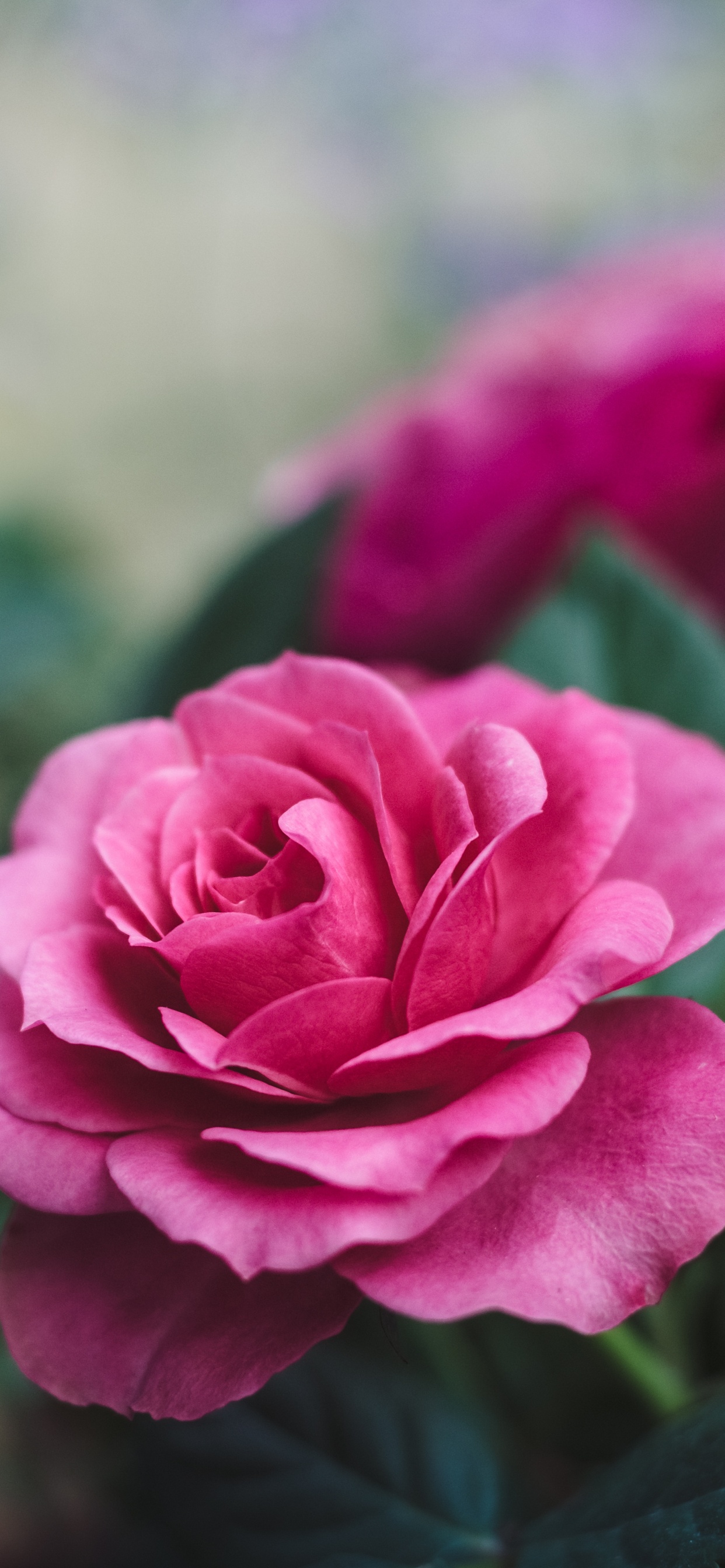 Обои подарок, флорибунда, сад роз, лепесток, цветок в разрешении 1242x2688