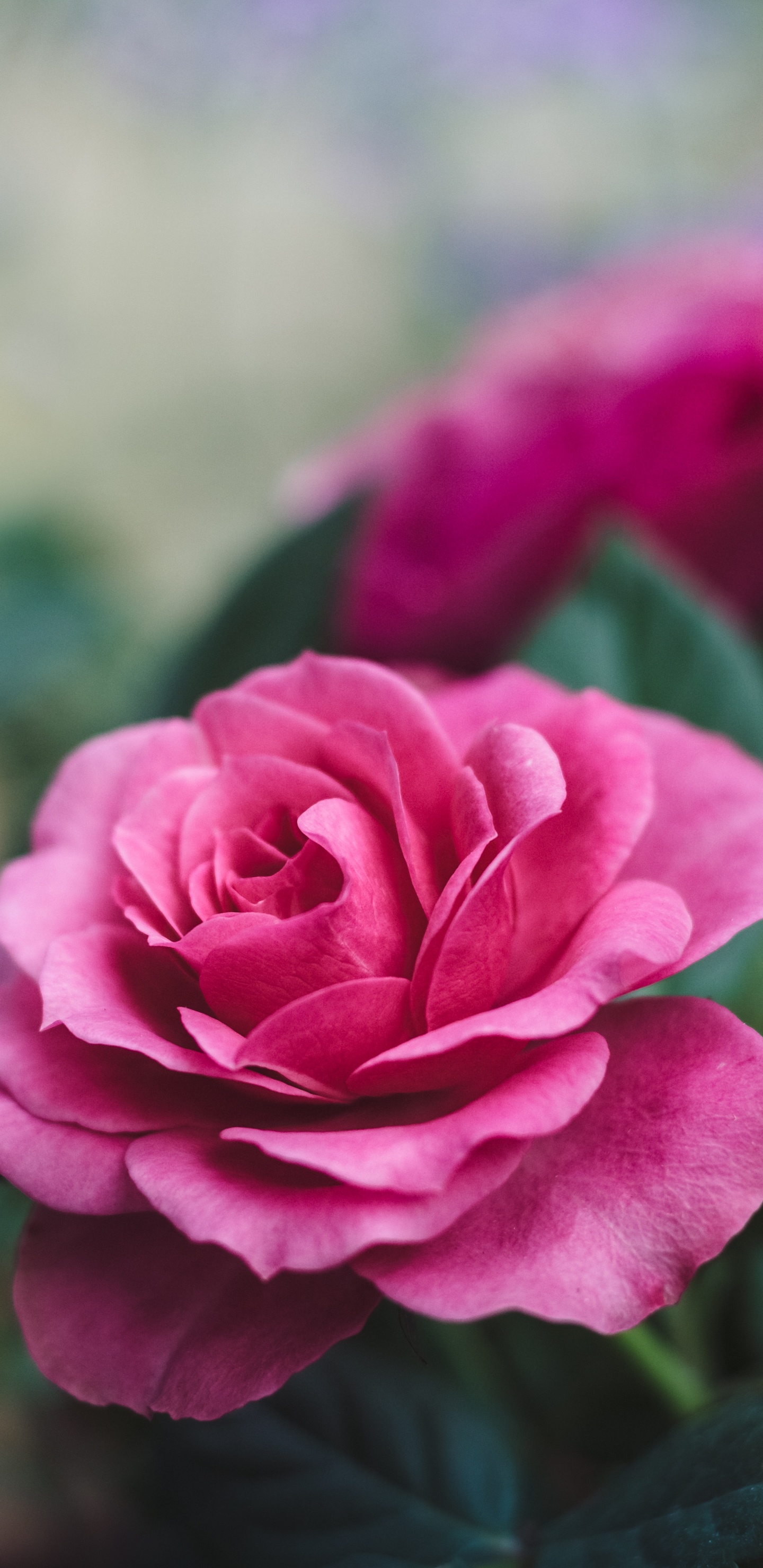 Обои подарок, флорибунда, сад роз, лепесток, цветок в разрешении 1440x2960