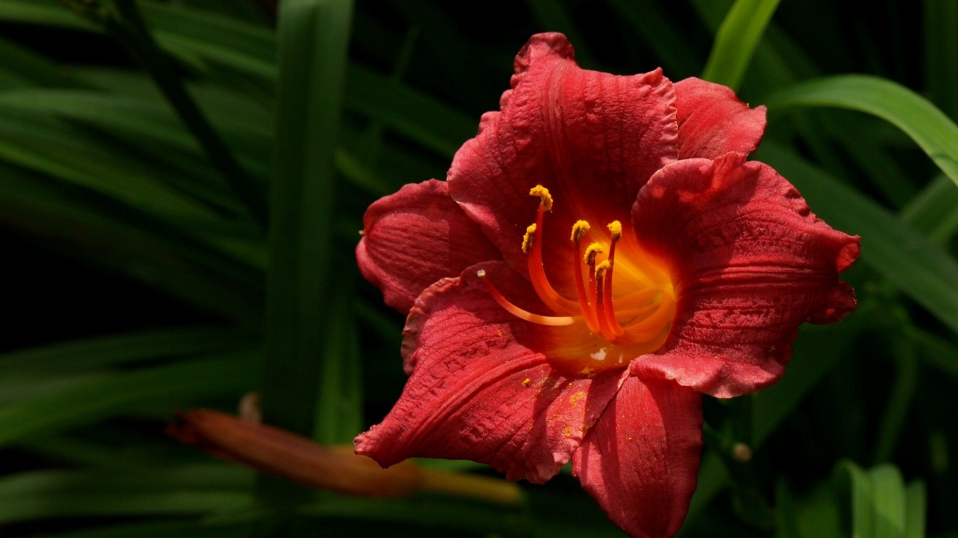 Обои лепесток, лилейник, Флора, лилиум, стебель растения в разрешении 1366x768