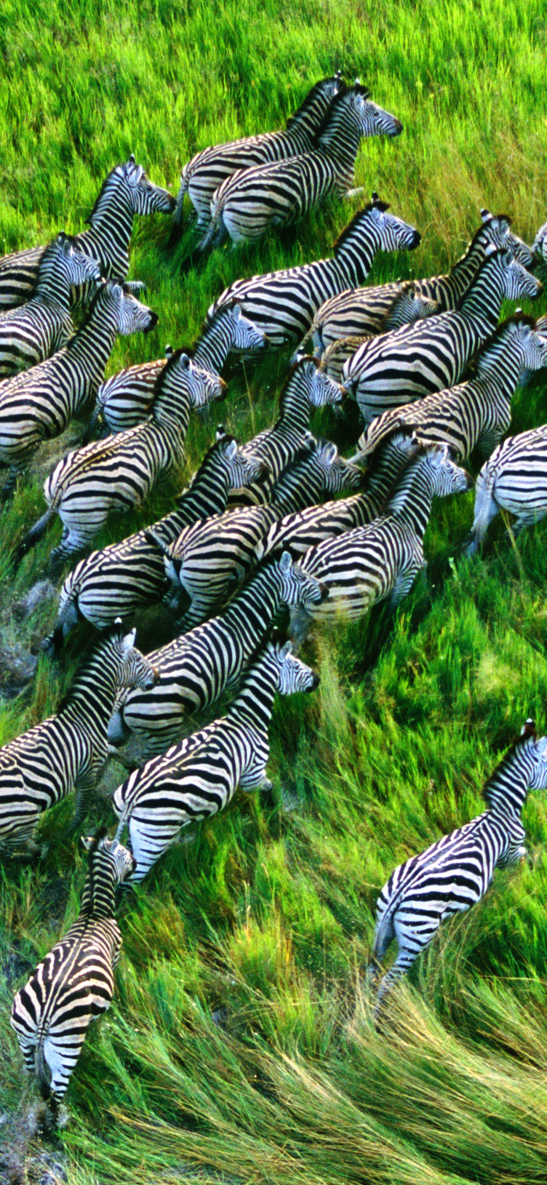 Обои Apple МасВоок Pro, яблоко, Операционная система, растение, наземное растение в разрешении 1125x2436