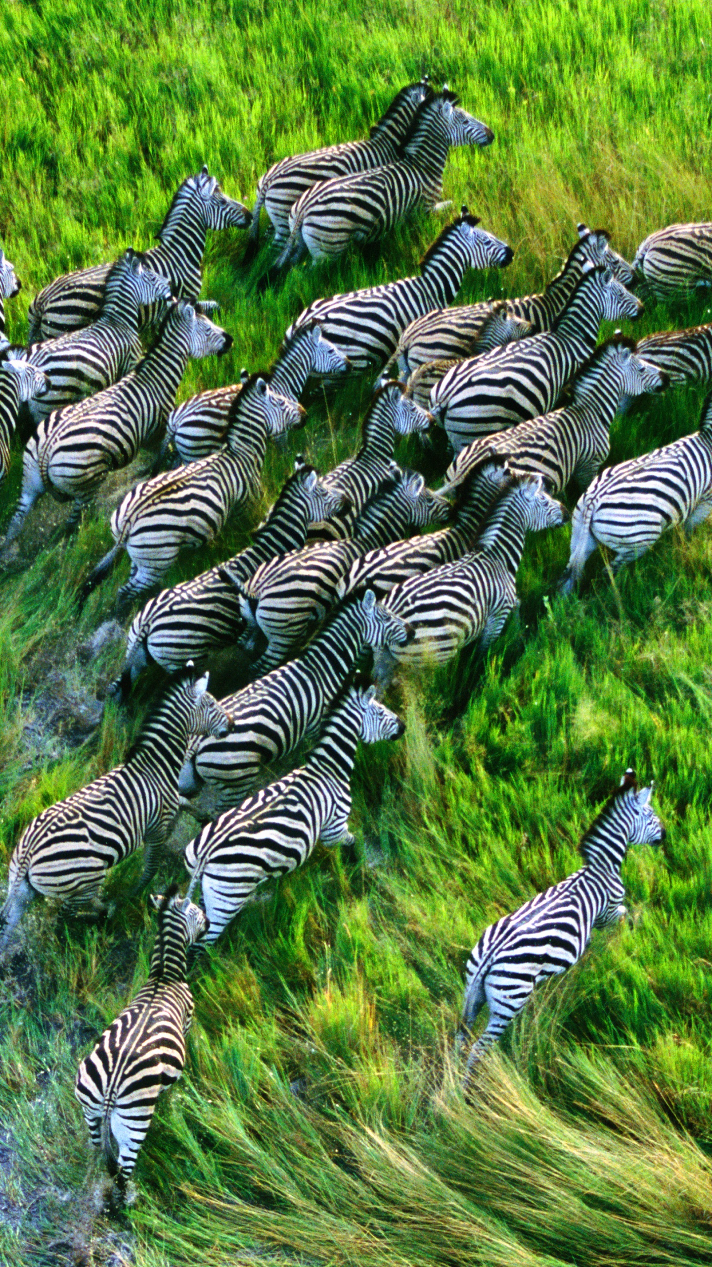 Обои Apple МасВоок Pro, яблоко, Операционная система, растение, наземное растение в разрешении 1440x2560