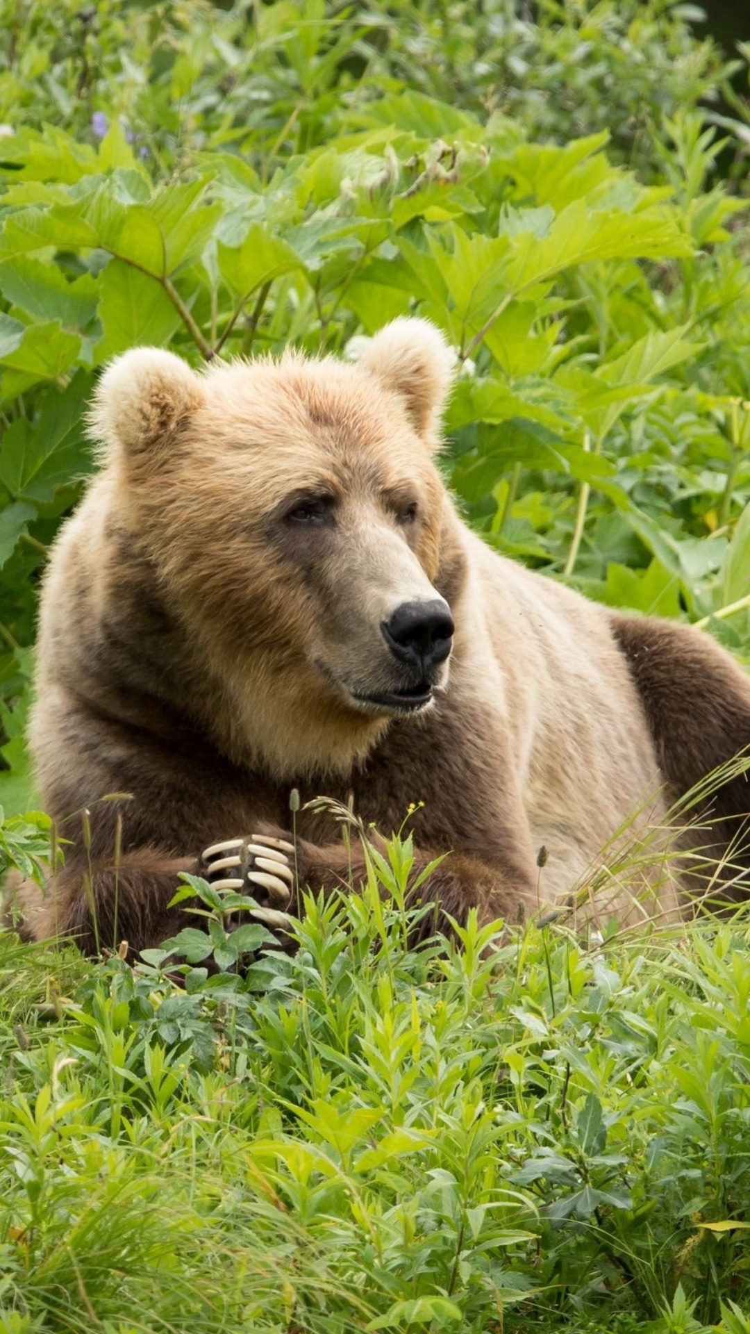 Обои Гризли, растение, глаз, бурый медведь, кадьяк медведь в разрешении 1080x1920