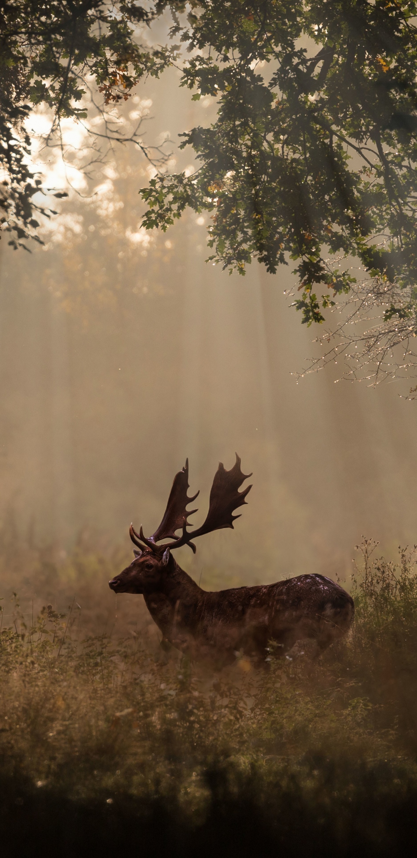 Обои олень, красный олень, живая природа, природа, свет в разрешении 1440x2960