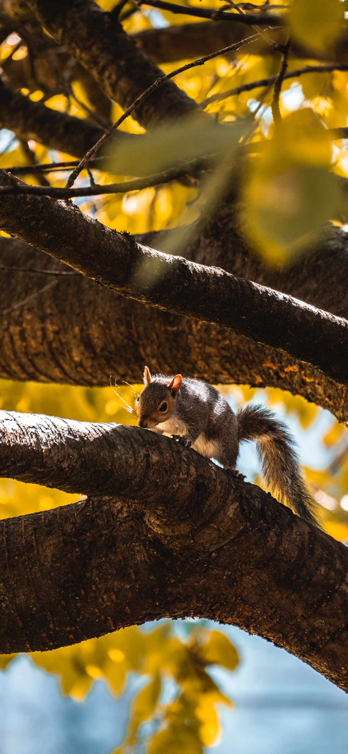 Обои ветвь, дерево, желтый, лист, свет в разрешении 1125x2436