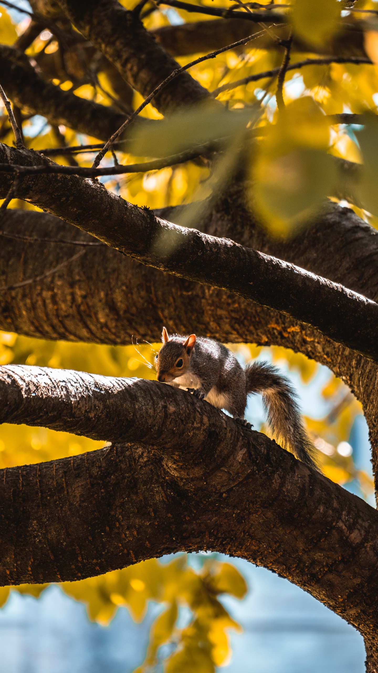 Обои ветвь, дерево, желтый, лист, свет в разрешении 1440x2560