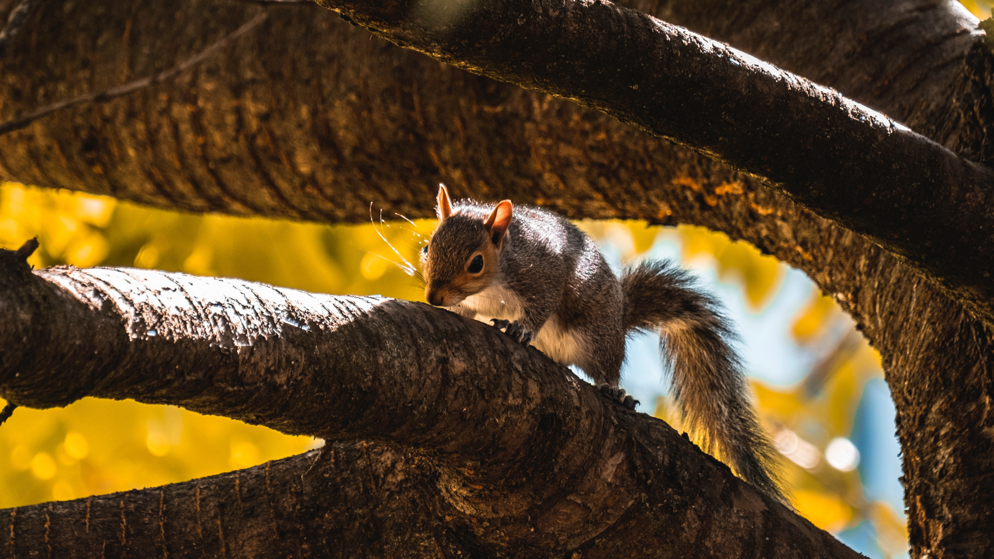 Обои ветвь, дерево, желтый, лист, свет в разрешении 3840x2160