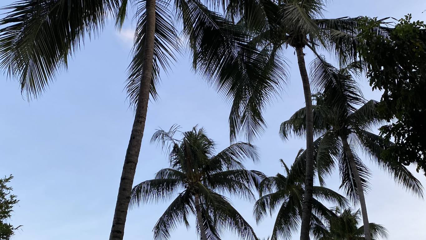 Обои Бабассу, финиковая пальма, природа, растительность, дневное время в разрешении 1366x768