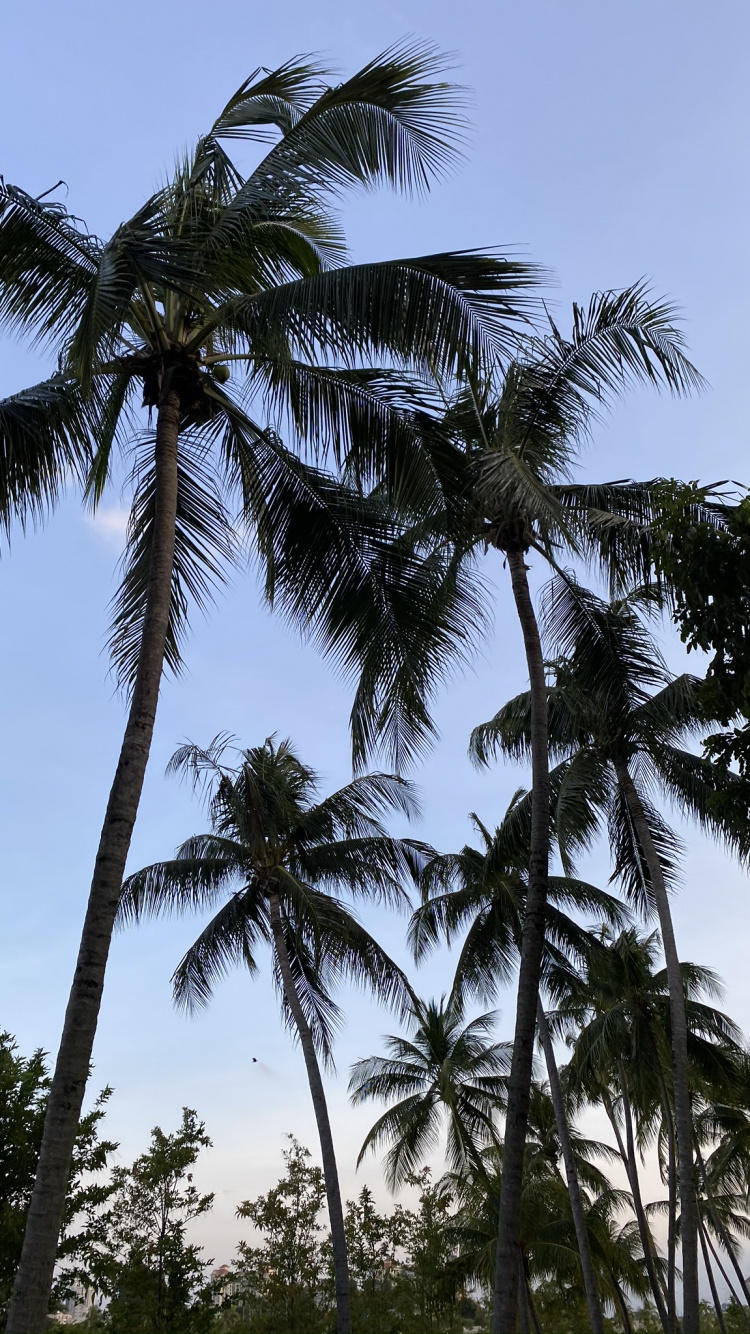 Обои Бабассу, финиковая пальма, природа, растительность, дневное время в разрешении 750x1334