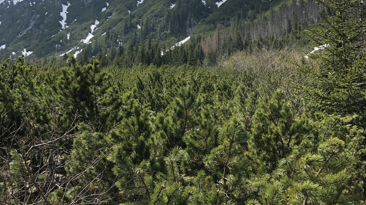 Обои дикая местность, Хвойные, горный рельеф, горный хребет, нагорье в разрешении 1280x720