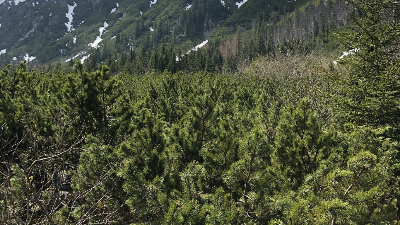 Обои дикая местность, Хвойные, горный рельеф, горный хребет, нагорье в разрешении 1366x768