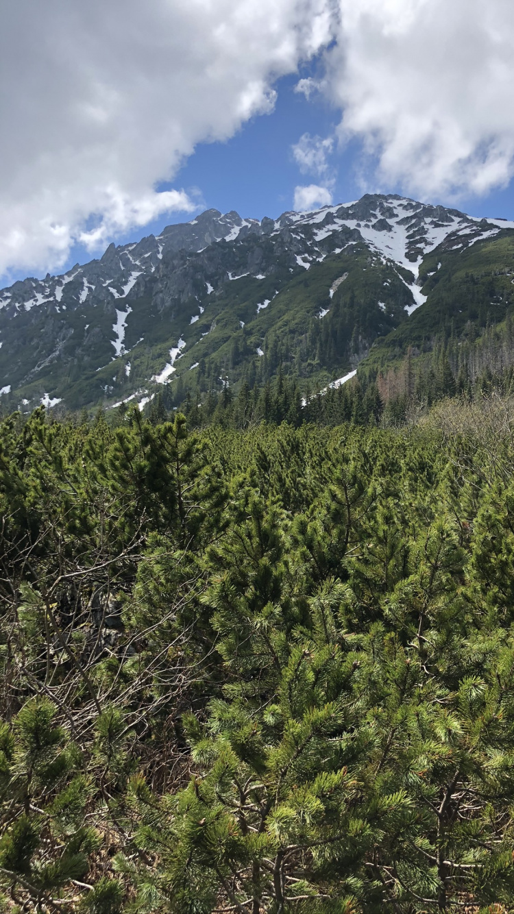 Обои дикая местность, Хвойные, горный рельеф, горный хребет, нагорье в разрешении 750x1334