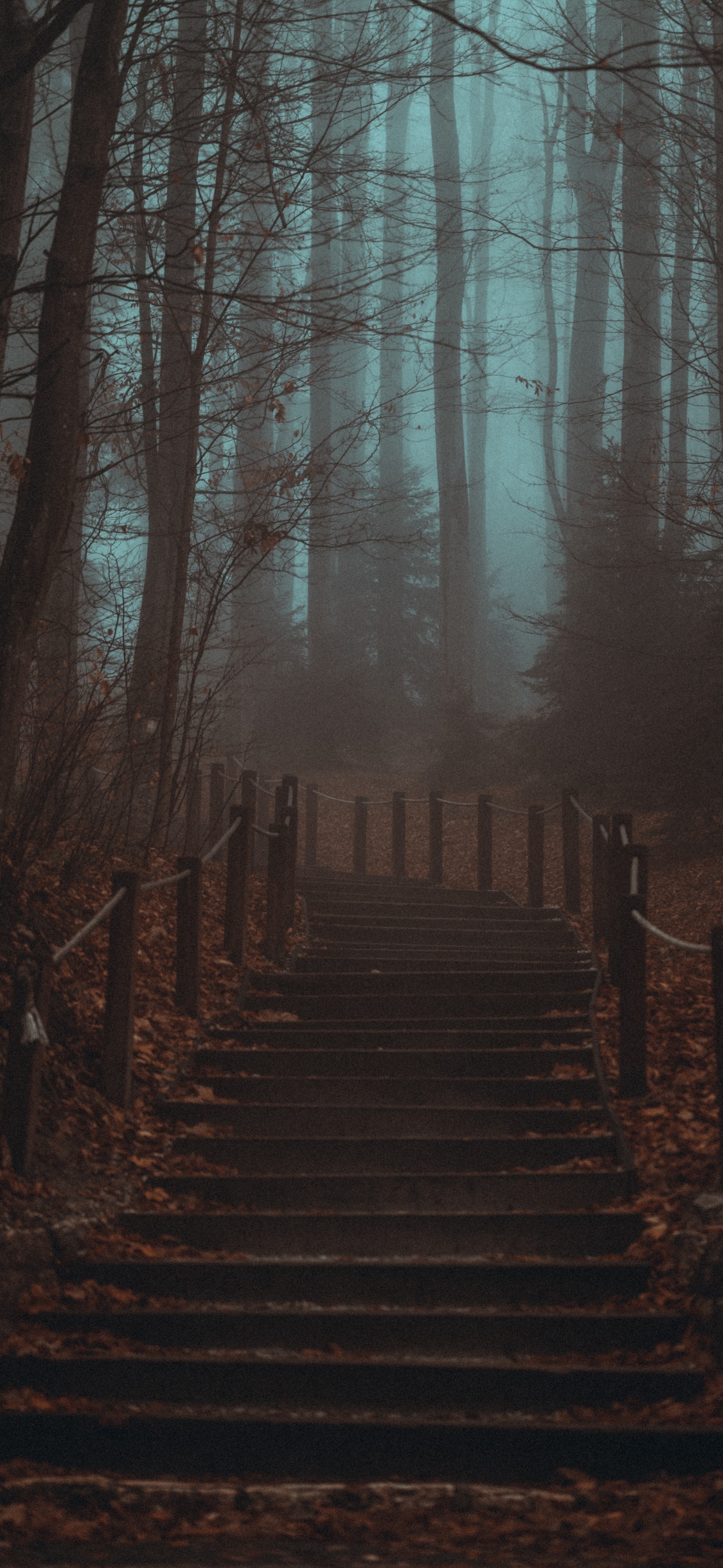 Обои лесистая местность, смартфон, атмосфера, природный ландшафт, окружающая среда в разрешении 1125x2436