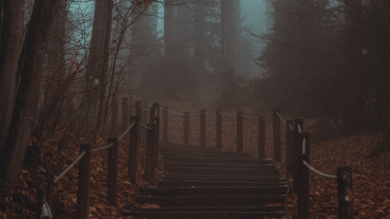 Обои лесистая местность, смартфон, атмосфера, природный ландшафт, окружающая среда в разрешении 1280x720