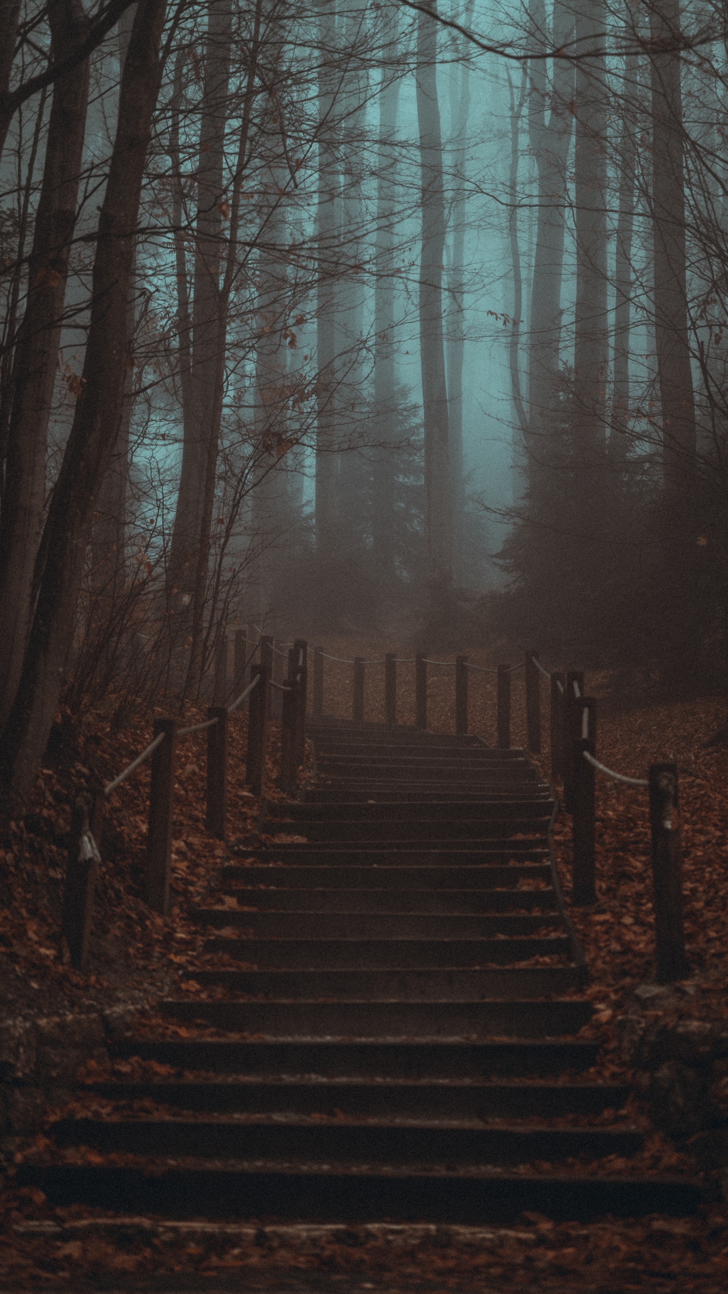 Обои лесистая местность, смартфон, атмосфера, природный ландшафт, окружающая среда в разрешении 1440x2560