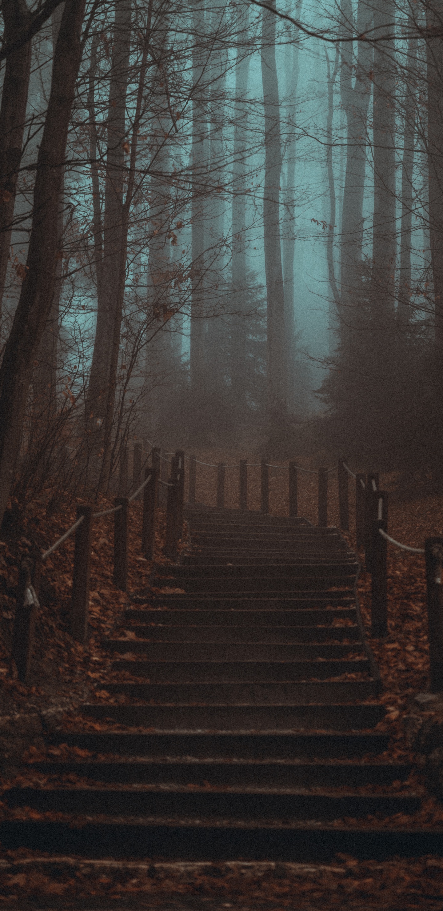 Обои лесистая местность, смартфон, атмосфера, природный ландшафт, окружающая среда в разрешении 1440x2960