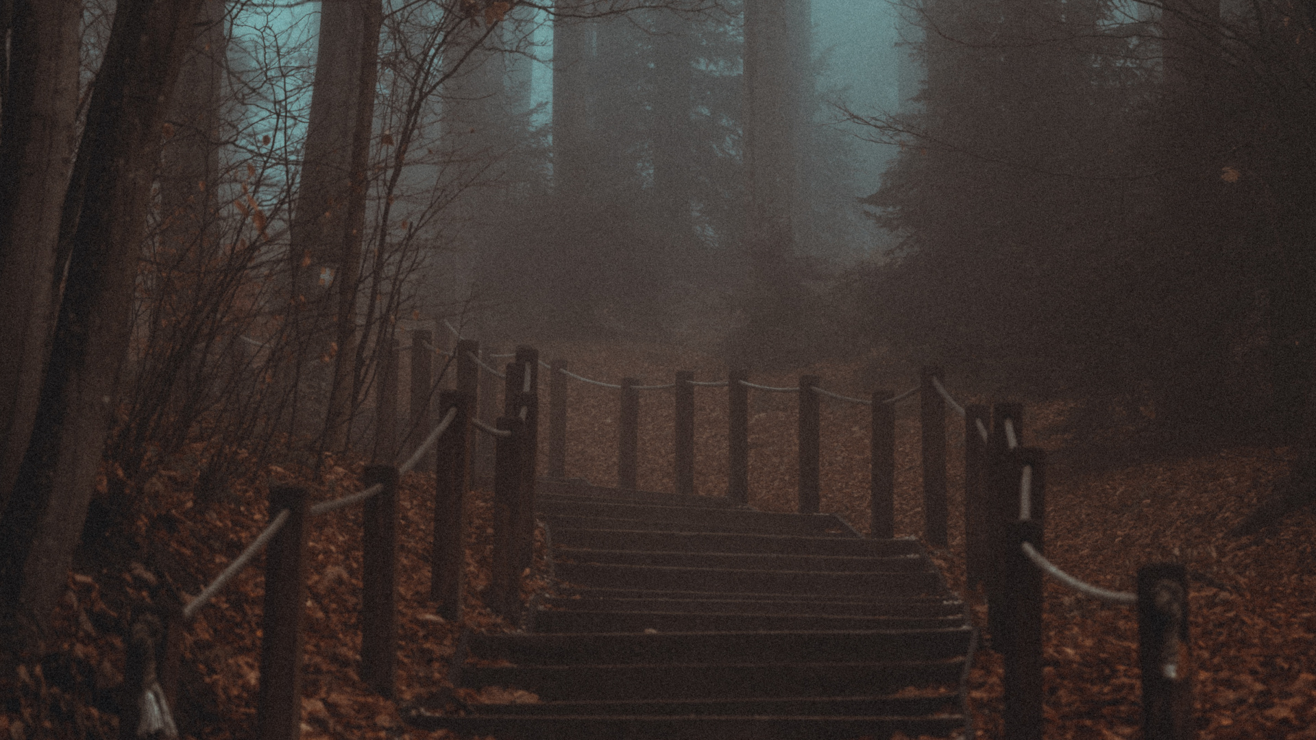 Обои лесистая местность, смартфон, атмосфера, природный ландшафт, окружающая среда в разрешении 1920x1080