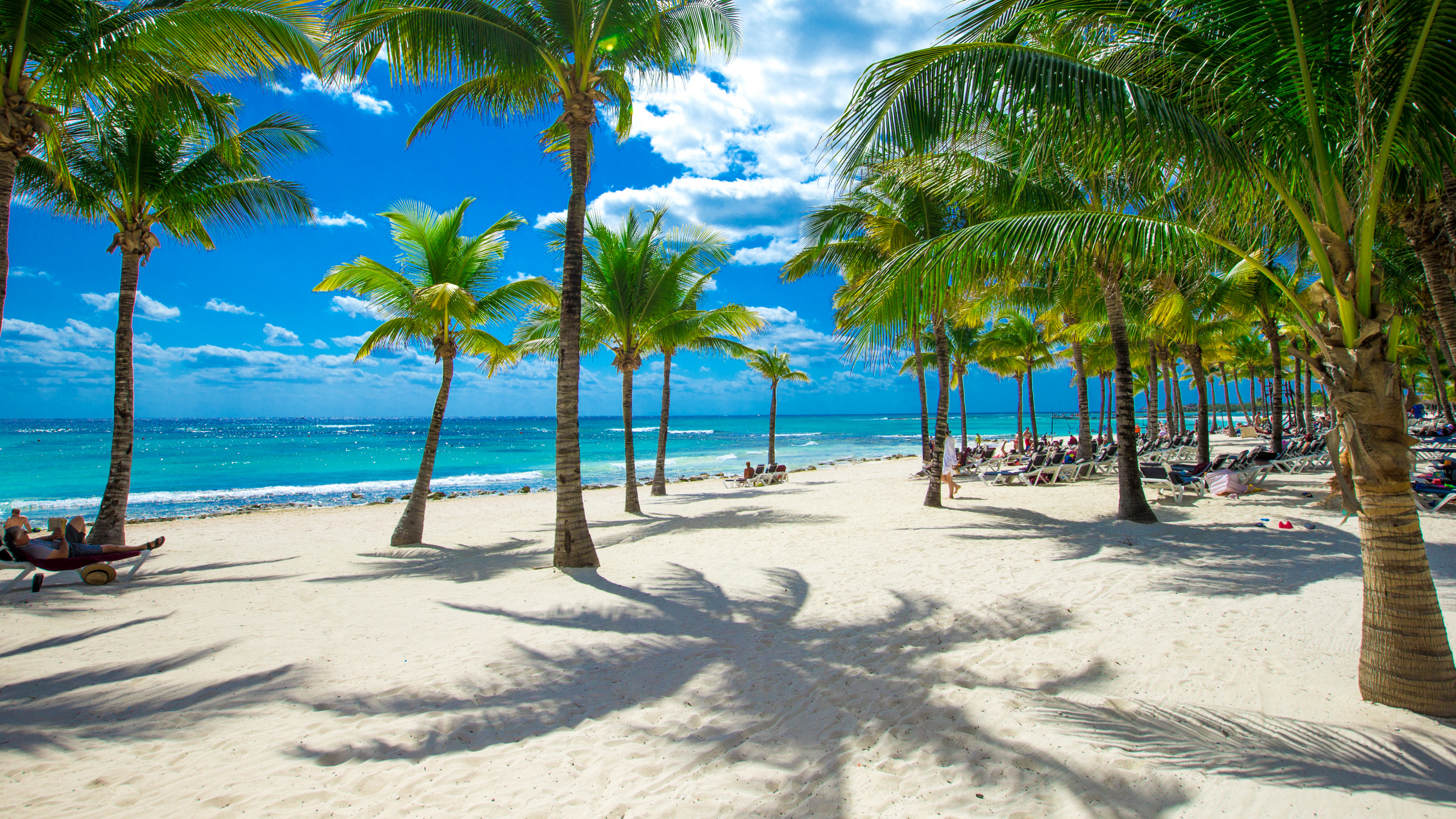 Обои пляж, тропическая зона, отпуск, Карибский бассейн, Пальма в разрешении 2560x1440