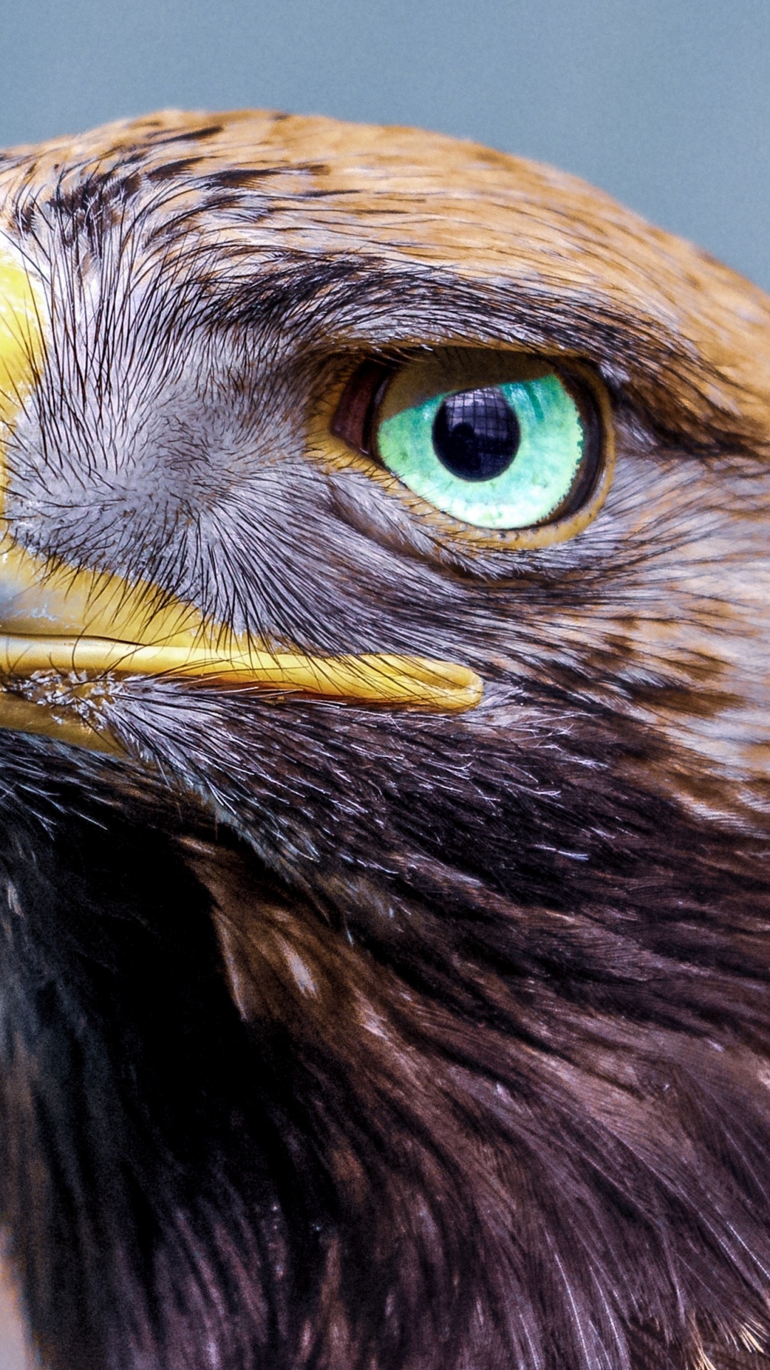Обои белоголовый Орлан, золотой Орел, Орел, хищная птица, птица в разрешении 1080x1920