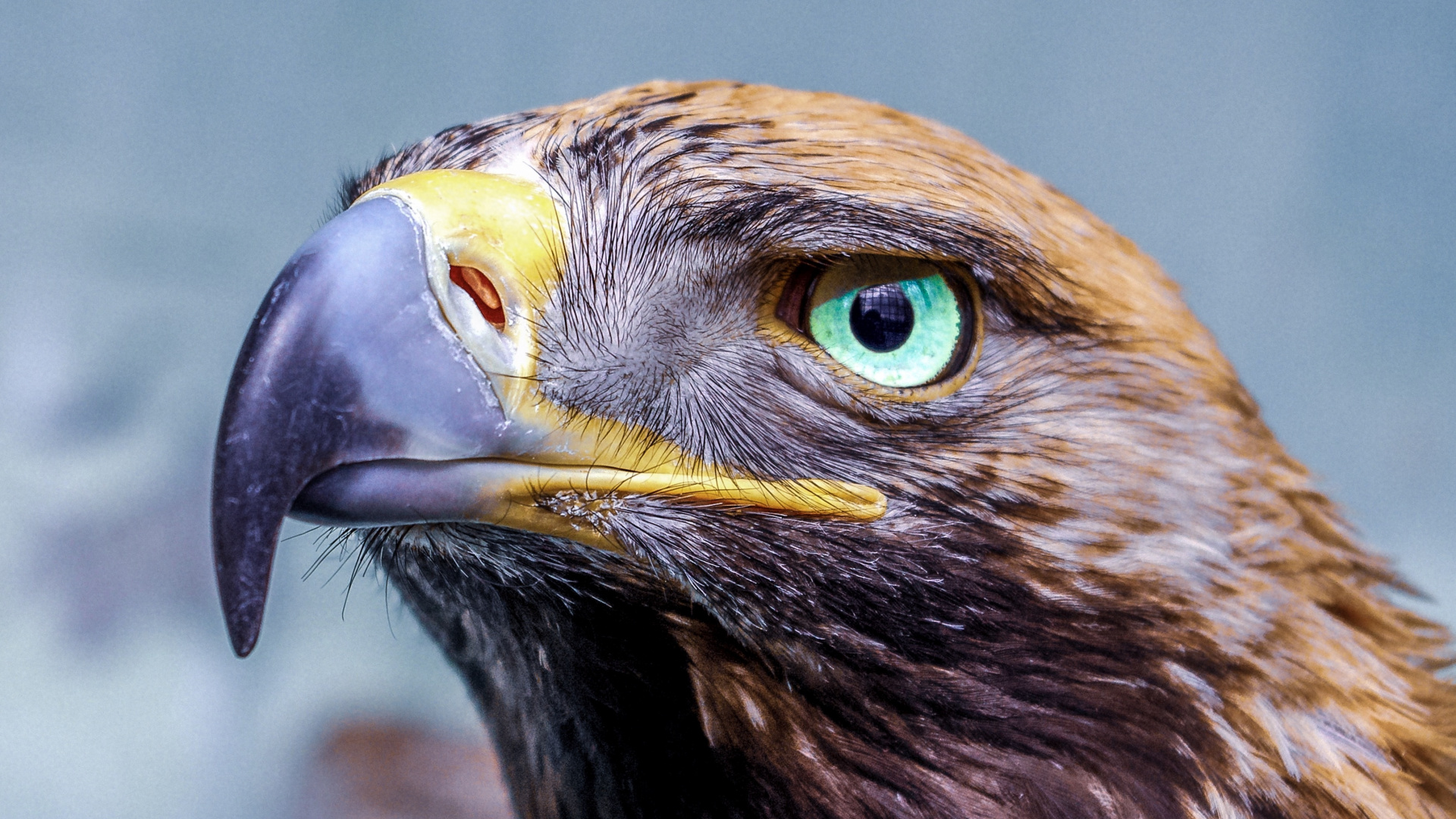 Обои белоголовый Орлан, золотой Орел, Орел, хищная птица, птица в разрешении 1920x1080